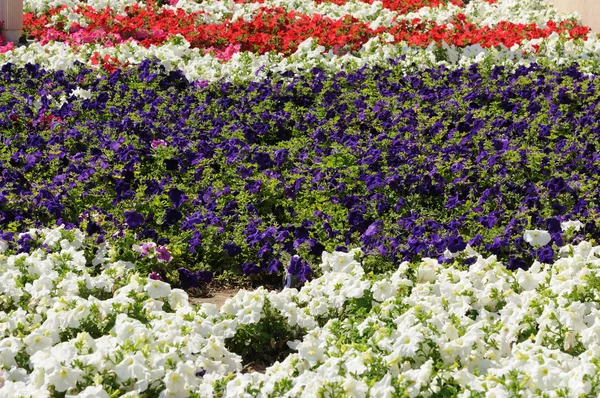 Fleurs vibrantes dans la ville de Dubaï — Photo