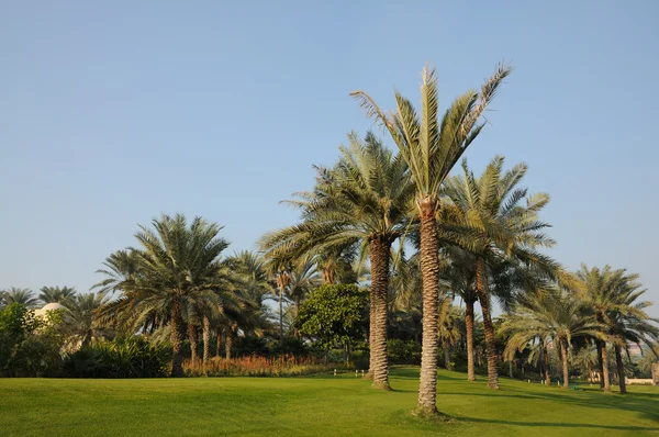Palmy v Dubaji, Spojené arabské emiráty — Stock fotografie