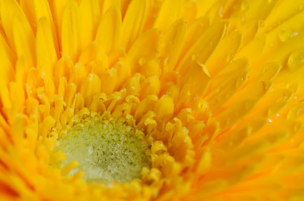 黄色非洲菊关门 — 图库照片