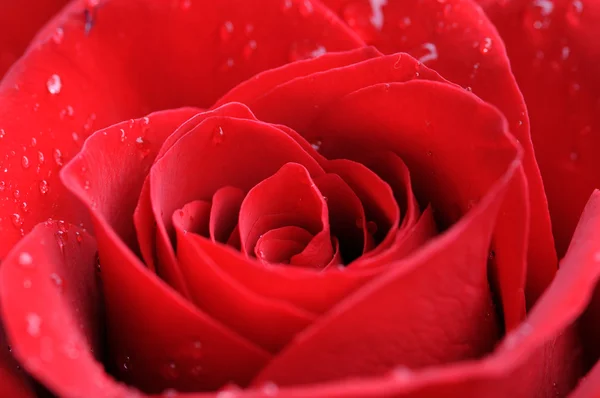Red Rose close up — Stock Photo, Image