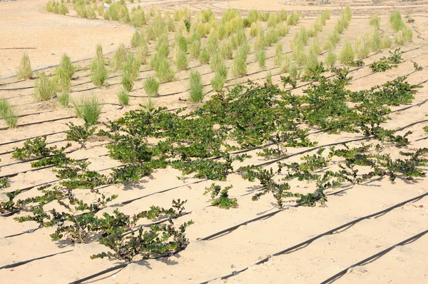 Gartenarbeit in Dubai, vereinigte arabische Emirate — Stockfoto