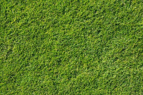stock image Green lawn, great for background and texture