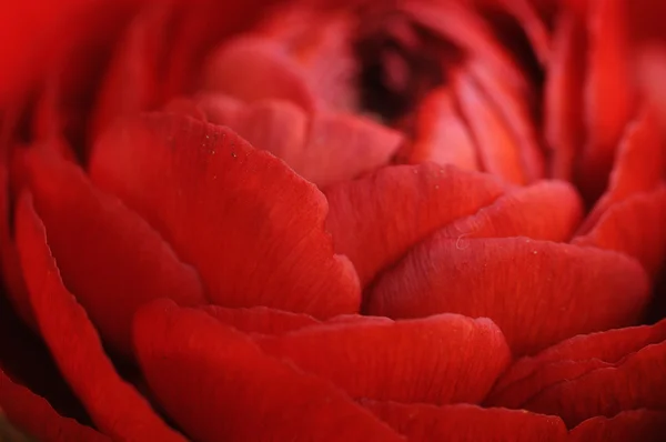 Red Rose close up — Stock Photo, Image