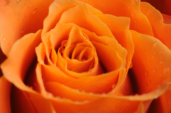 Orange rose close up — Stock Photo, Image