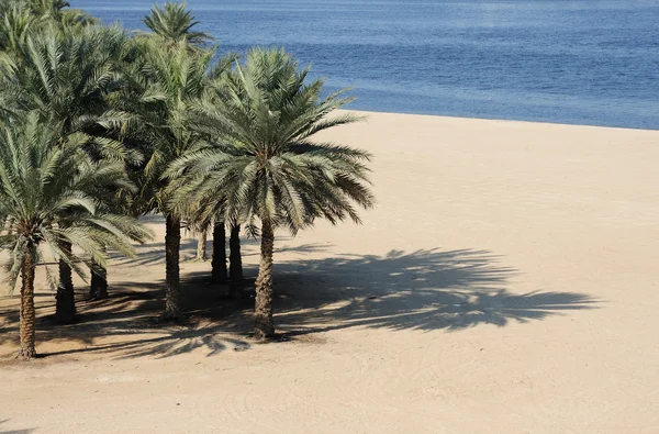 Palm Trees on the Beach a Dubai Creek, Emirati Arabi Uniti — Foto Stock