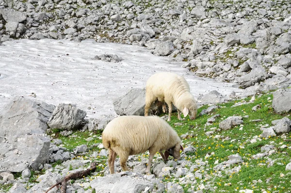 Πρόβατα στην οροσειρά των Άλπεων — Φωτογραφία Αρχείου