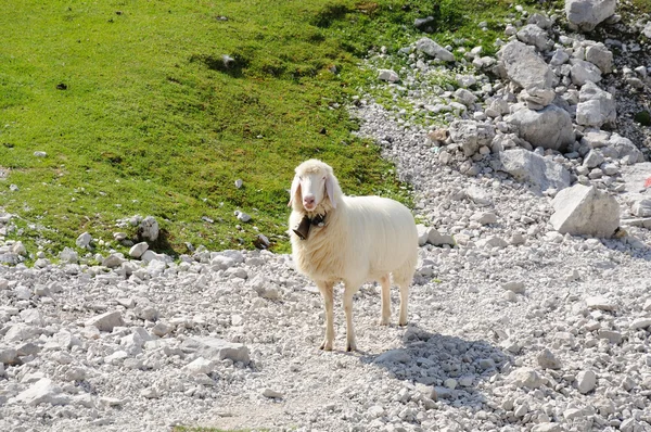 Sheep in the Alps. Wetterstein Mountains, Germany — Stock Photo, Image