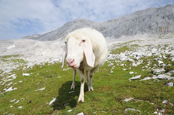 Sheep in the Wetterstein Mountains. Zugspitze summit in the background. — Stock Photo, Image