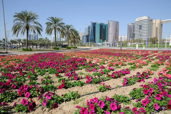 Blommor i dubai city, Förenade Arabemiraten — Stockfoto