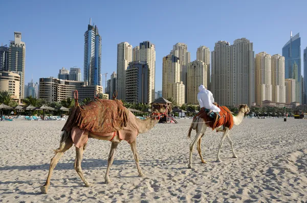 Camellos en la playa en Dubai, Emiratos Árabes Unidos — Foto de Stock