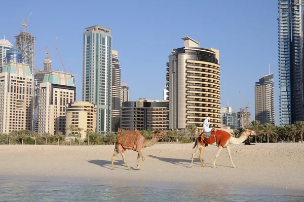 Chameaux sur la plage de Dubaï — Photo