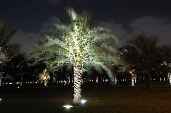 シャルジャ、夜に点灯しているヤシの木 — ストック写真