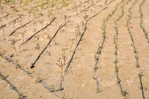 アラブ首長国連邦ドバイ市の灌漑 — ストック写真