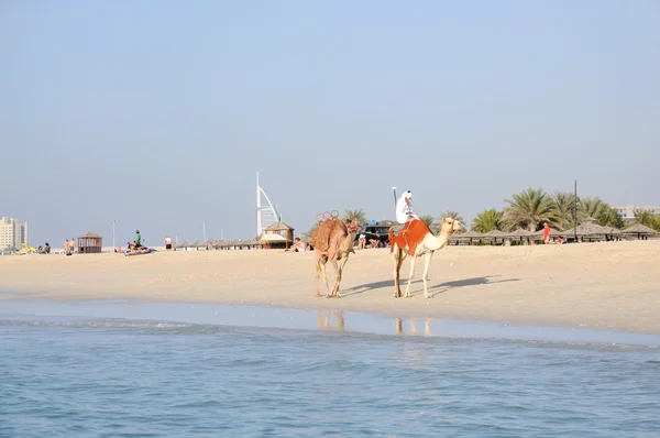 Kamelen op het strand in dubai — Stockfoto