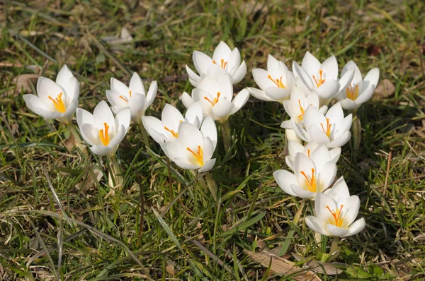 Beautiful white crocus spring flowers — Stock Photo, Image