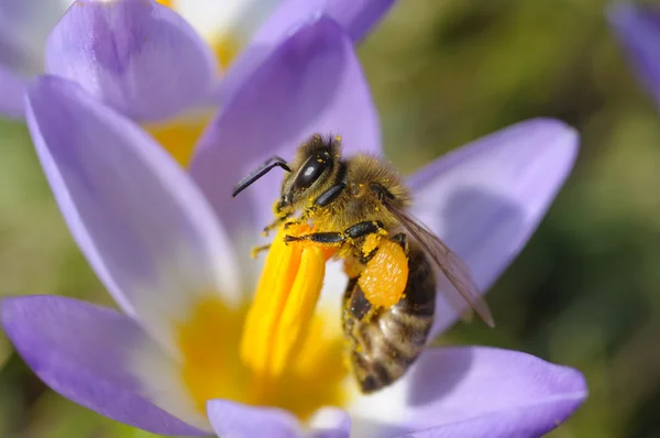 Пчела собирает нектар на фиолетовый цветок крокуса — стоковое фото