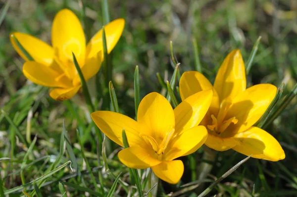 Gelb blühende Krokusblüten im Frühling — Stockfoto