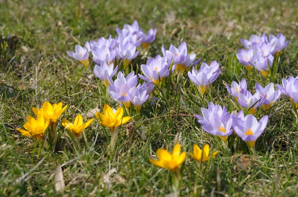 Yellow and purple crocus flowers — Stock Photo, Image