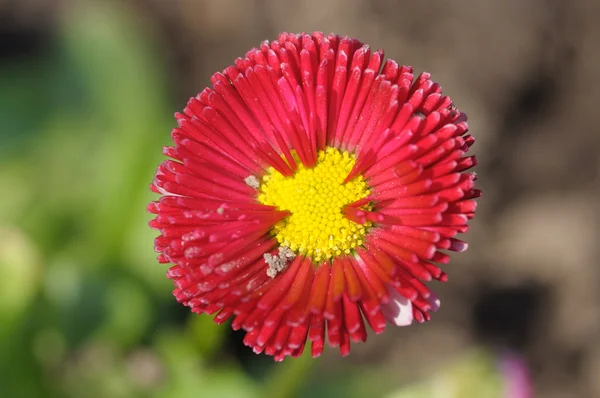 Nahaufnahme einer schönen roten Gerbera-Blume — Stockfoto