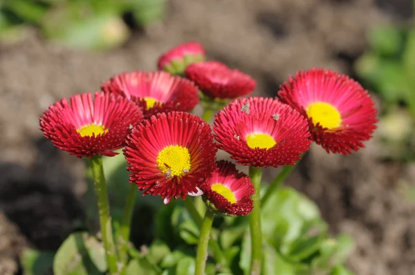 Krásná červená gerbera květiny — Stock fotografie
