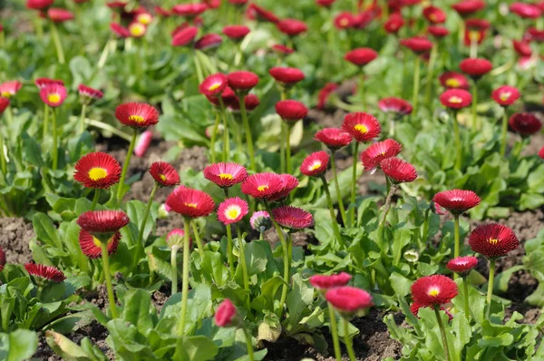 Blumenbeet mit roten Gerbera-Blumen, die im Frühling blühen — Stockfoto