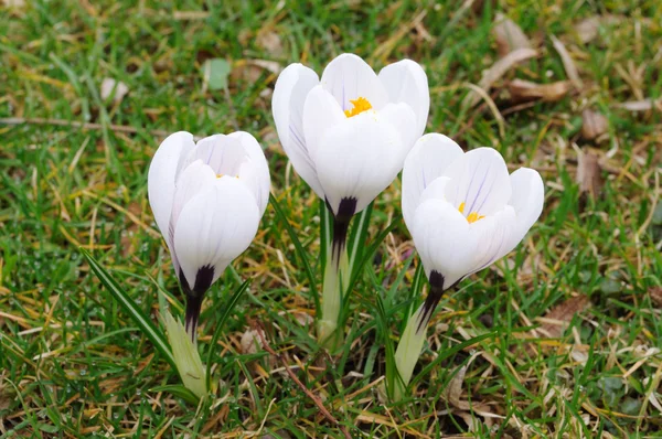 Красиві білі квіти — стокове фото