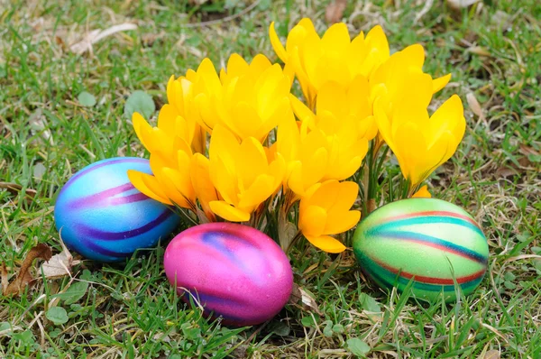 Easter eggs under yellow crocus flowers — Stock Photo, Image