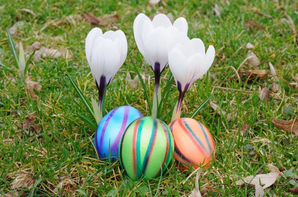 Colorful easter eggs under white crocus flowers — Stock Photo, Image
