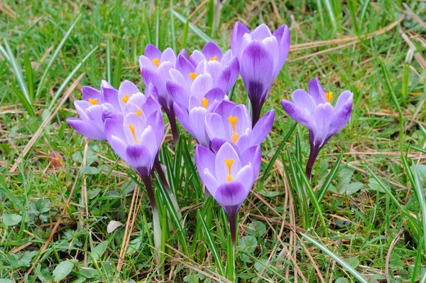 Bellissimi fiori di croco viola in fiore — Foto Stock