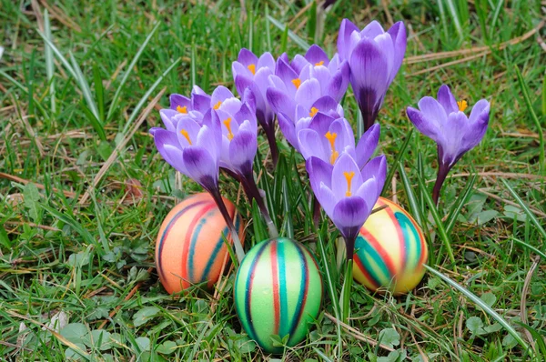 Colorful easter eggs under crocus flowers — Stock Photo, Image