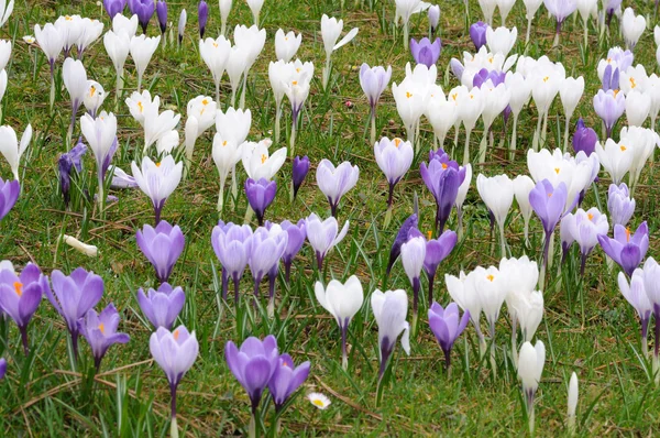 White and purple crocus flowers — Stock Photo, Image