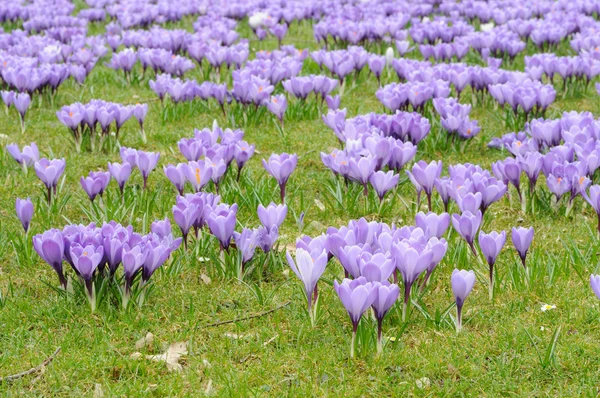 Beautiful purple crocus flowers — Stock Photo, Image