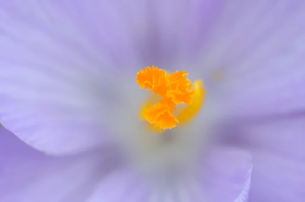 Primer plano de flor de cocodrilo púrpura —  Fotos de Stock