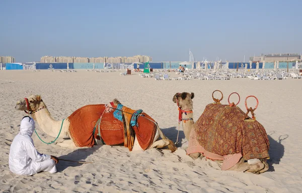 在迪拜海滩上的骆驼 — 图库照片