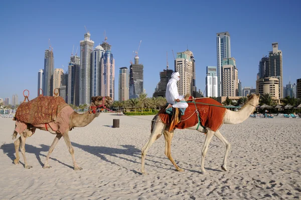 Верблюды на пляже в Дубае — стоковое фото