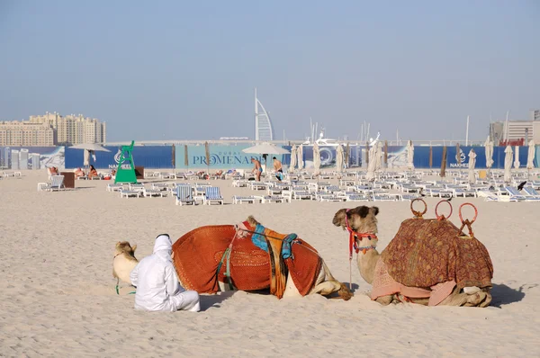 Camellos en la playa de Dubai — Foto de Stock