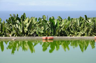 Water reservoir for Banana plantation on Canary Island Tenerife, Spain clipart