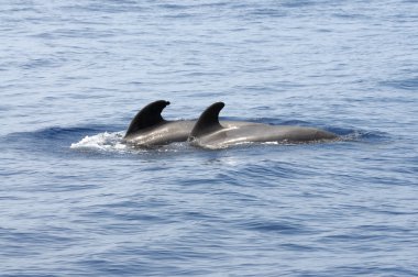 Pilot whales at the coast of Tenerife, Spain clipart