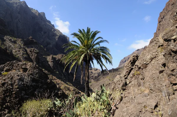 Landscape in the Masca valley. Canary Island Tenerife, Spain — Stock Photo, Image