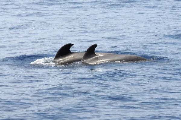 Balene pilota sulla costa di Tenerife, Spagna — Foto Stock