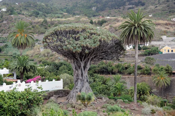 Der Drachenbaum bei icod de los vinos. Kanarische Insel Teneriffa, Spanien — Stockfoto