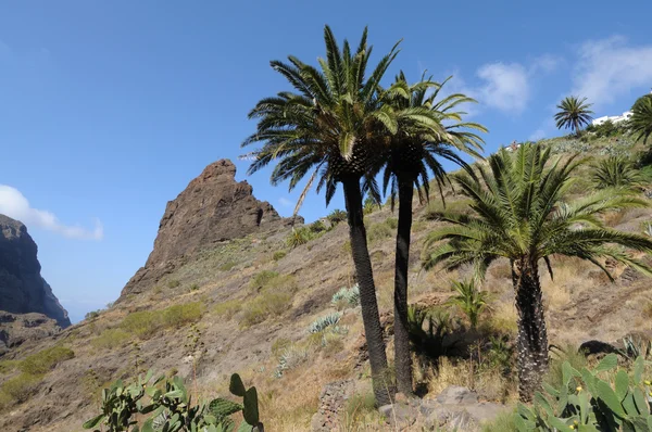 Paisagem no vale de Masca. Tenerife, Espanha — Fotografia de Stock