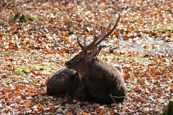 Male roe deer — Stock Photo, Image