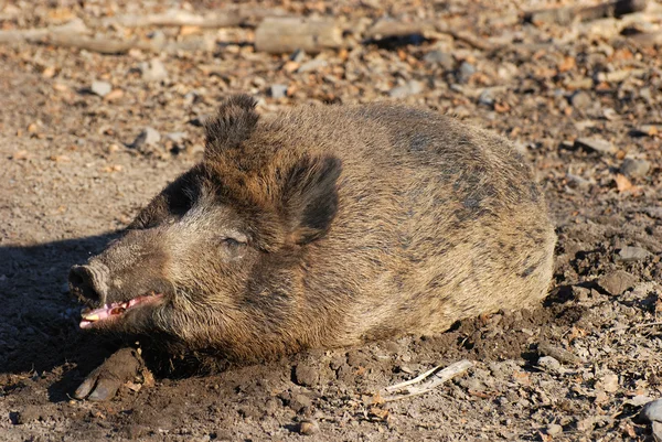 Cerdo salvaje riendo — Foto de Stock