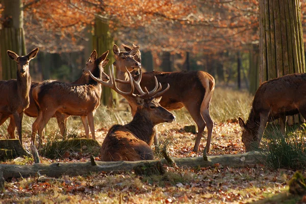 stock image Red deers in the autumnal wood