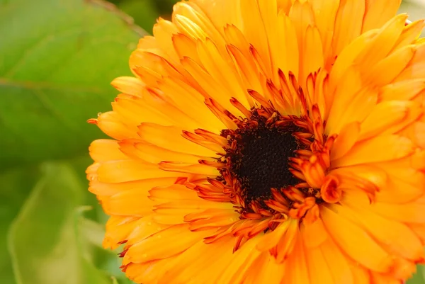 Yellow Daisy Flower Close-up — Stock Photo, Image