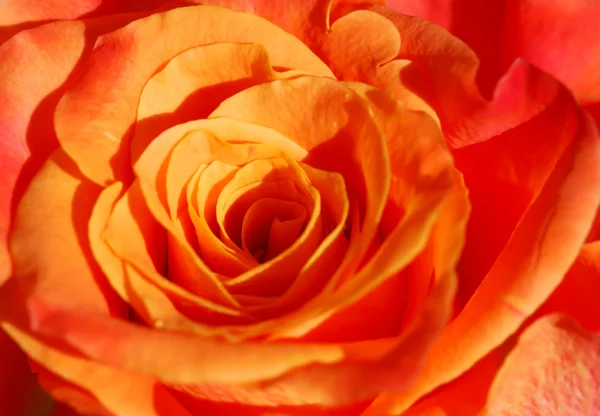 Orange Rose close-up — Stock Photo, Image
