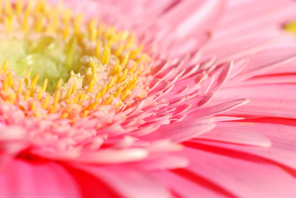 Růžový sedmikráska květ makro — Stock fotografie