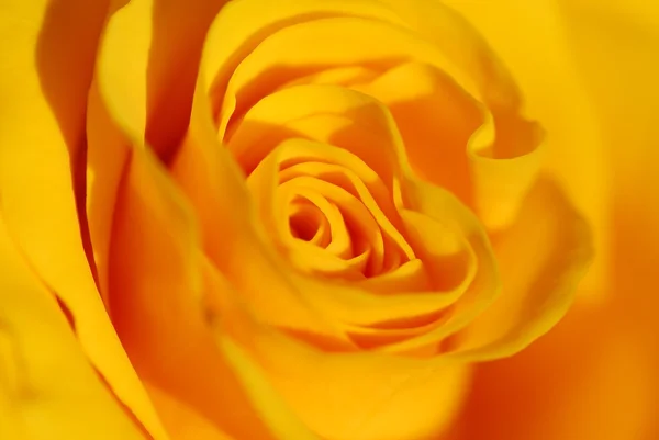 Κοντά στο κίτρινο τριαντάφυλλο — Φωτογραφία Αρχείου
