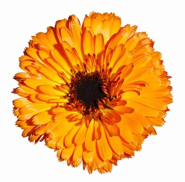 Flor de margarita naranja — Foto de Stock